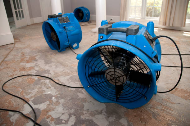 Best Local water damage restoration  in Pirtleville, AZ
