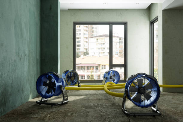 Best Water damage mitigation services  in Pirtleville, AZ